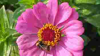 Versterk het bio bloementuin team!