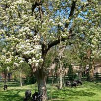 Kom je helpen in onze groentetuin