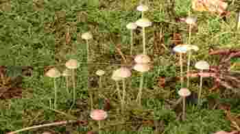 Aanleg en onderhoud voorbeeldtuin