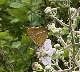 Brown Hairstreak Butterfly Surveyor