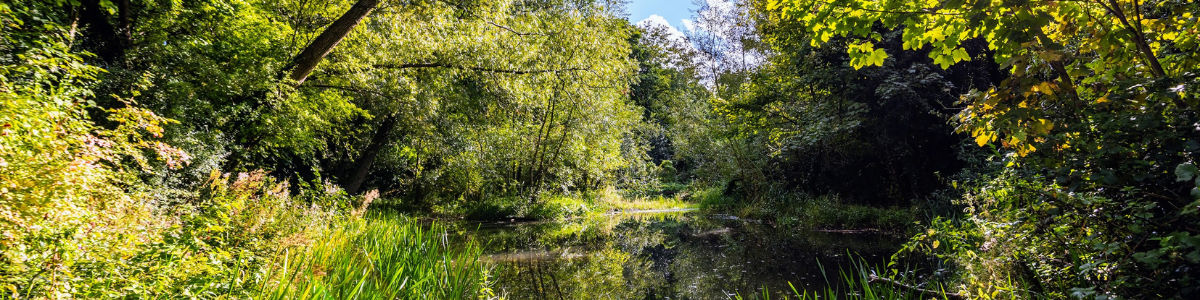 Trustees (Voluntary)