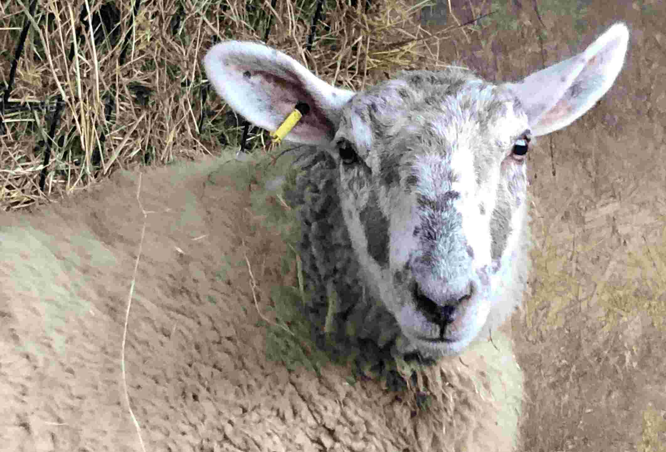 Volunteer at our farm