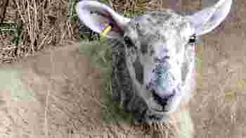 Volunteer at our farm