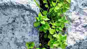 Blijf het onkruid de baas!