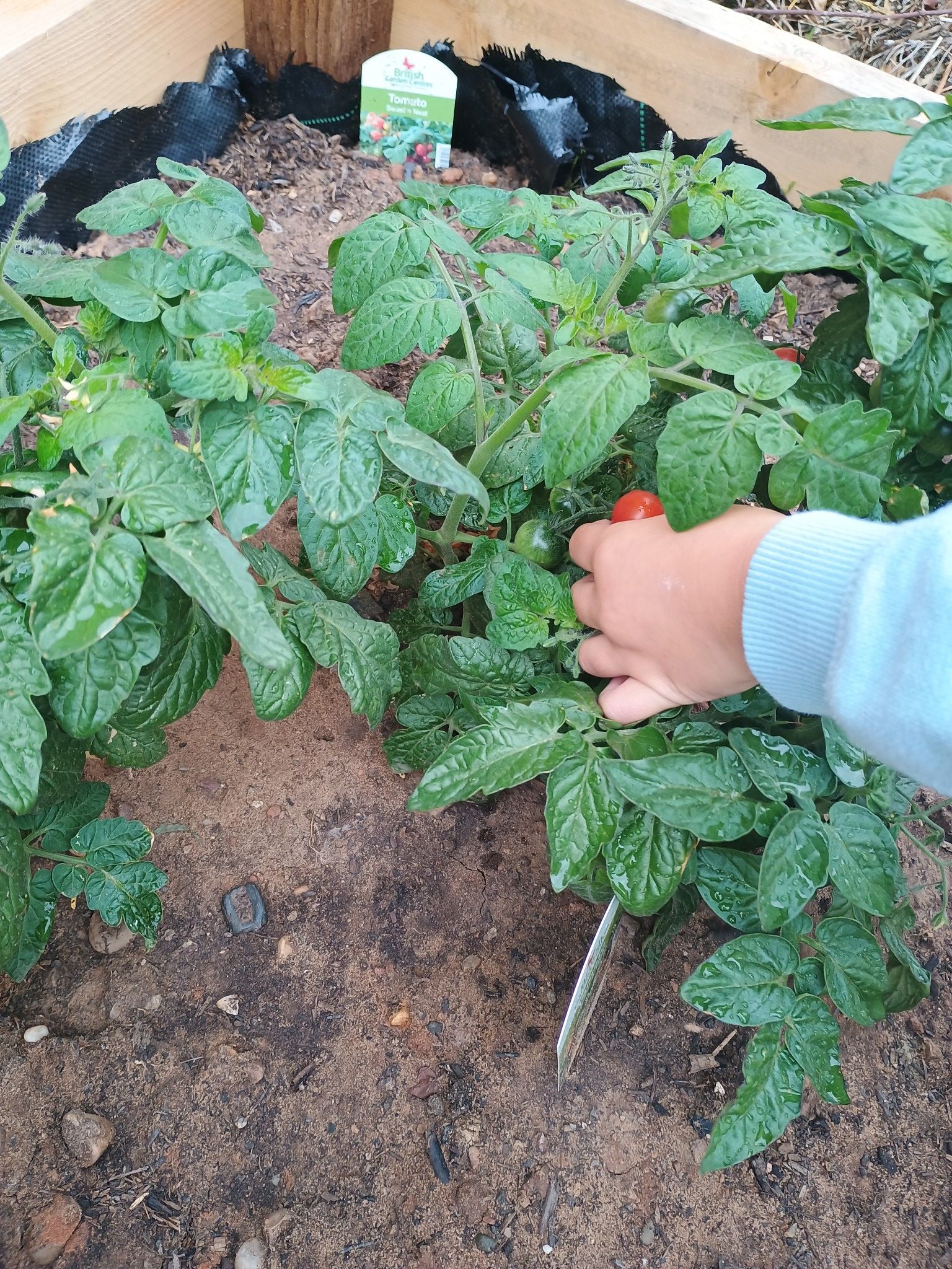 Shenley Court Hall The Little Kitchen Garden