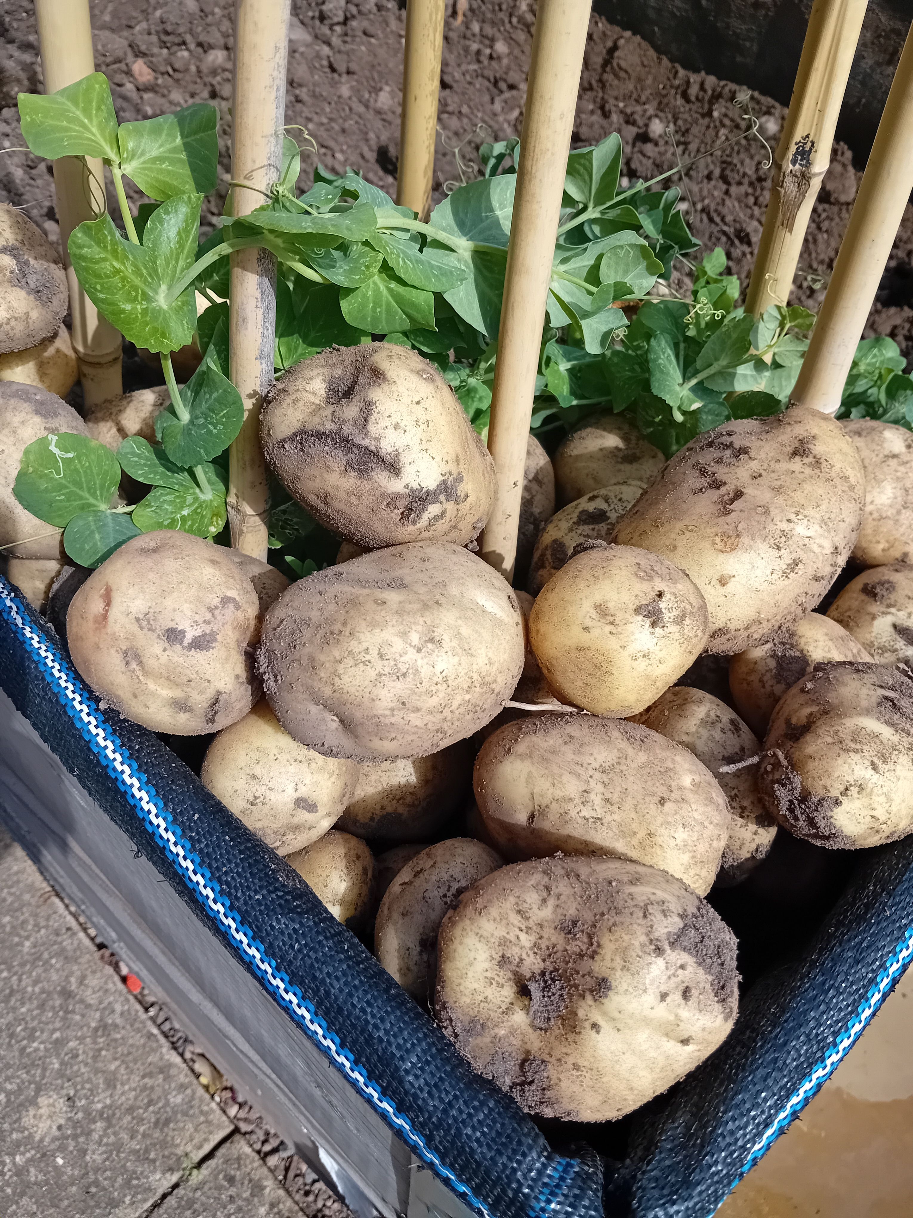 Chatham Place Community Garden
