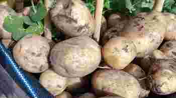 Chatham Place Community Garden