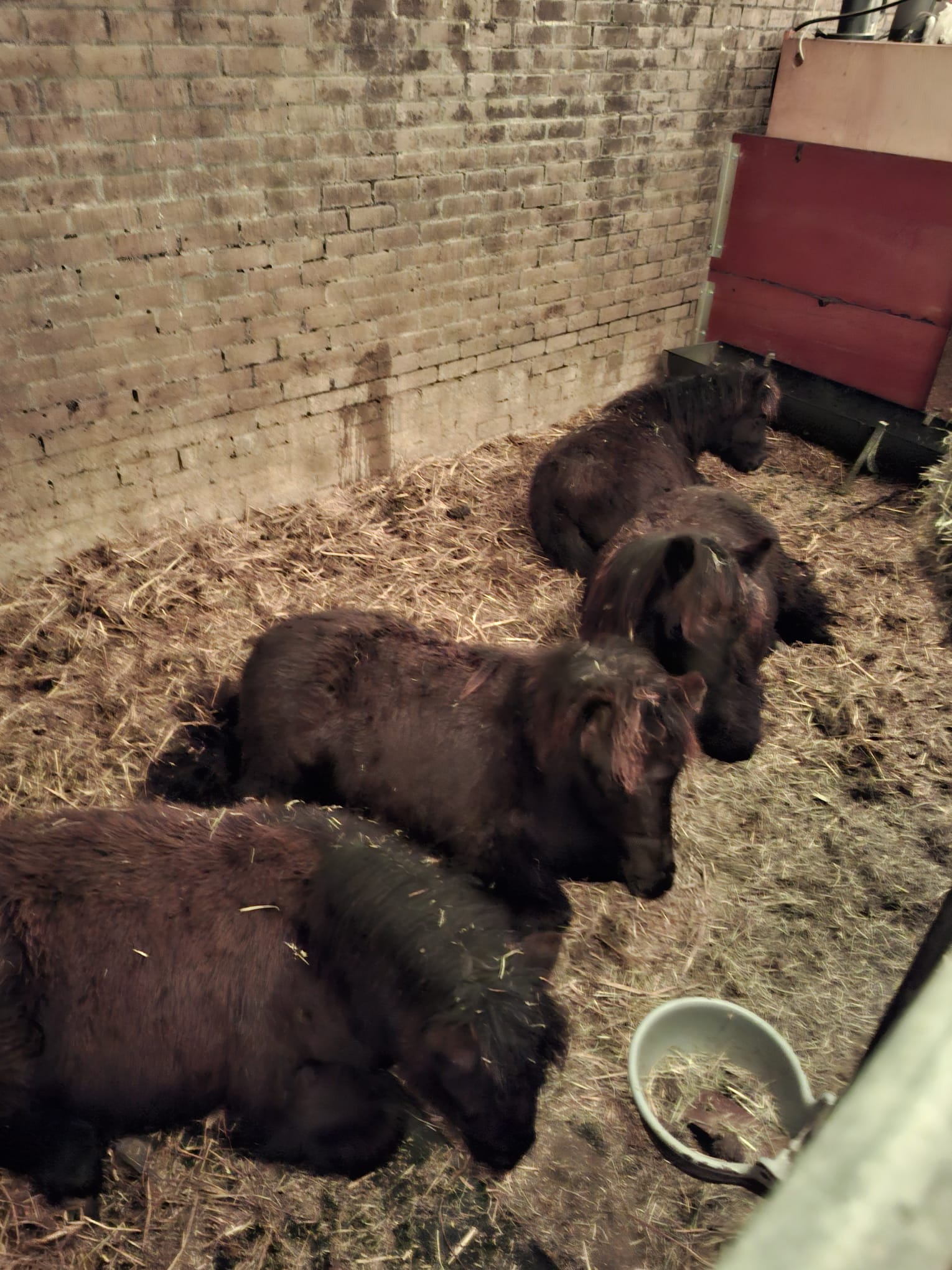 Stalhulp gezocht; MestBoy