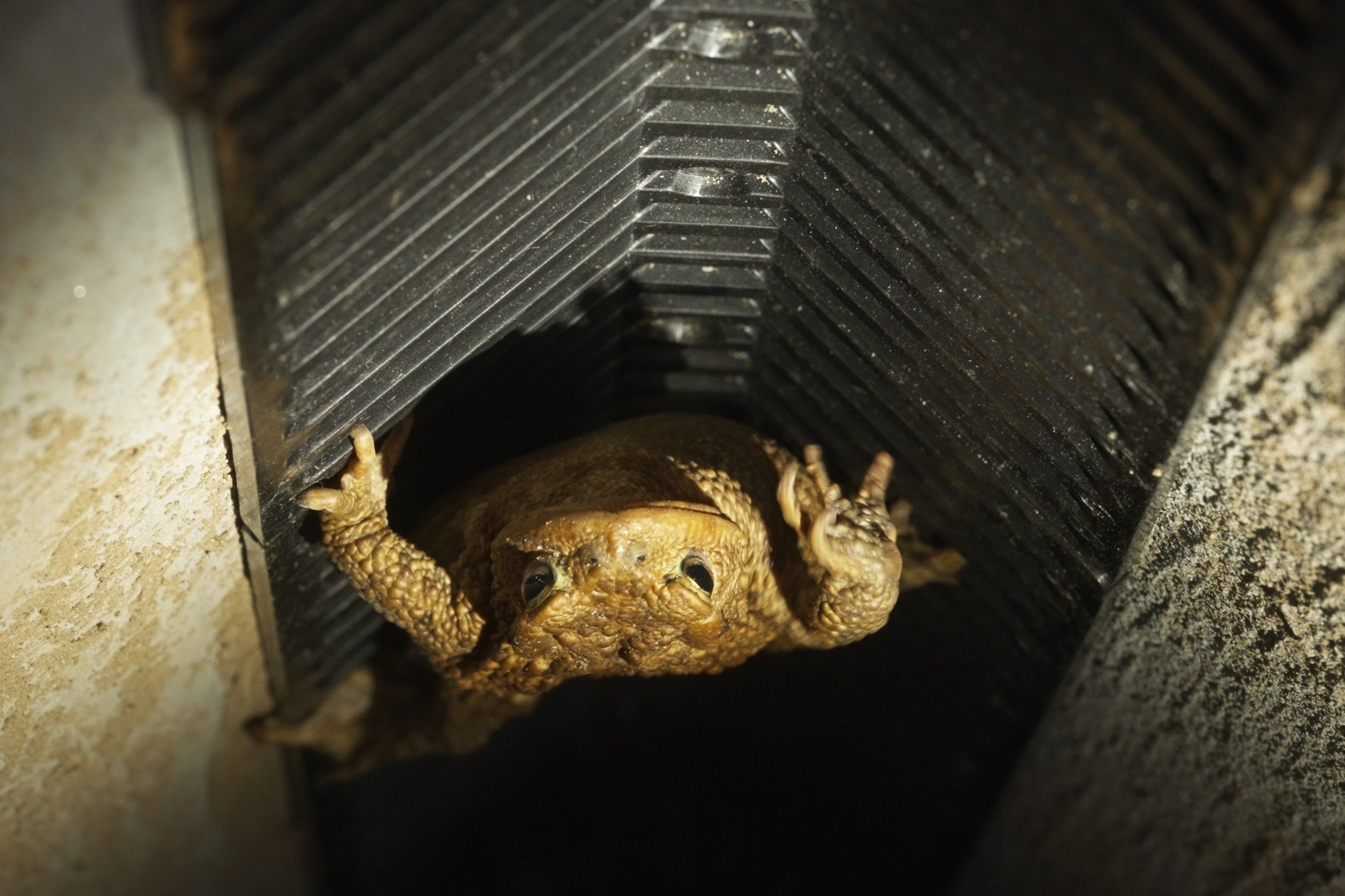 Safe the toad from going down the drain