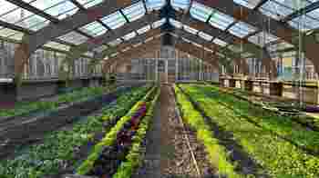 Werken in de moestuin en kas