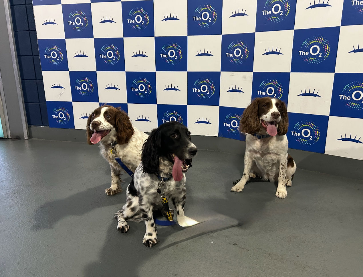 Therapy dog volunteer 