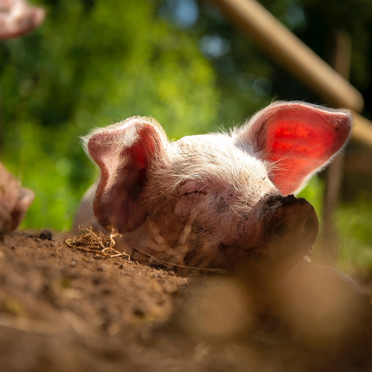 Help out at our animal sanctuary