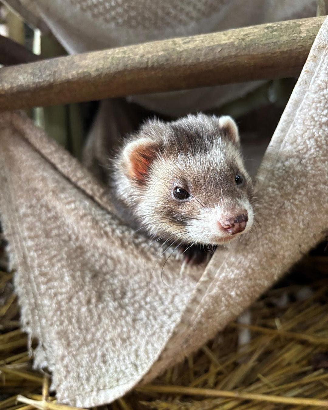 Animal Care Volunteer