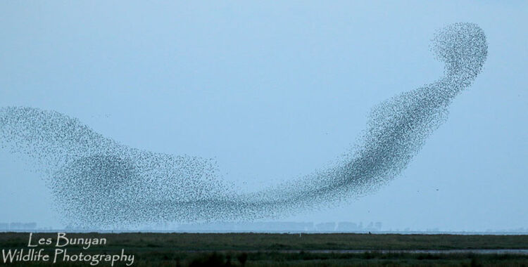 Volunteer Recruitment Cafe