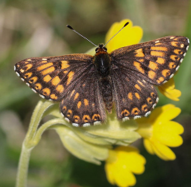 Scrub Clearance for the Butterflies
