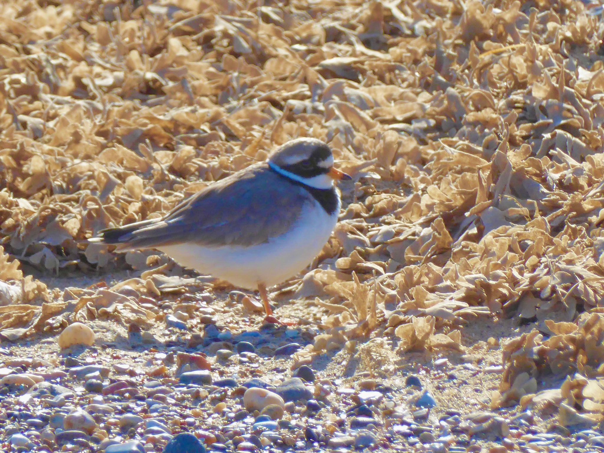 Species Protection (Beach Ranger - Plovers in Peril)
