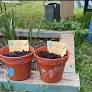 Volunteer Gardening Mentor