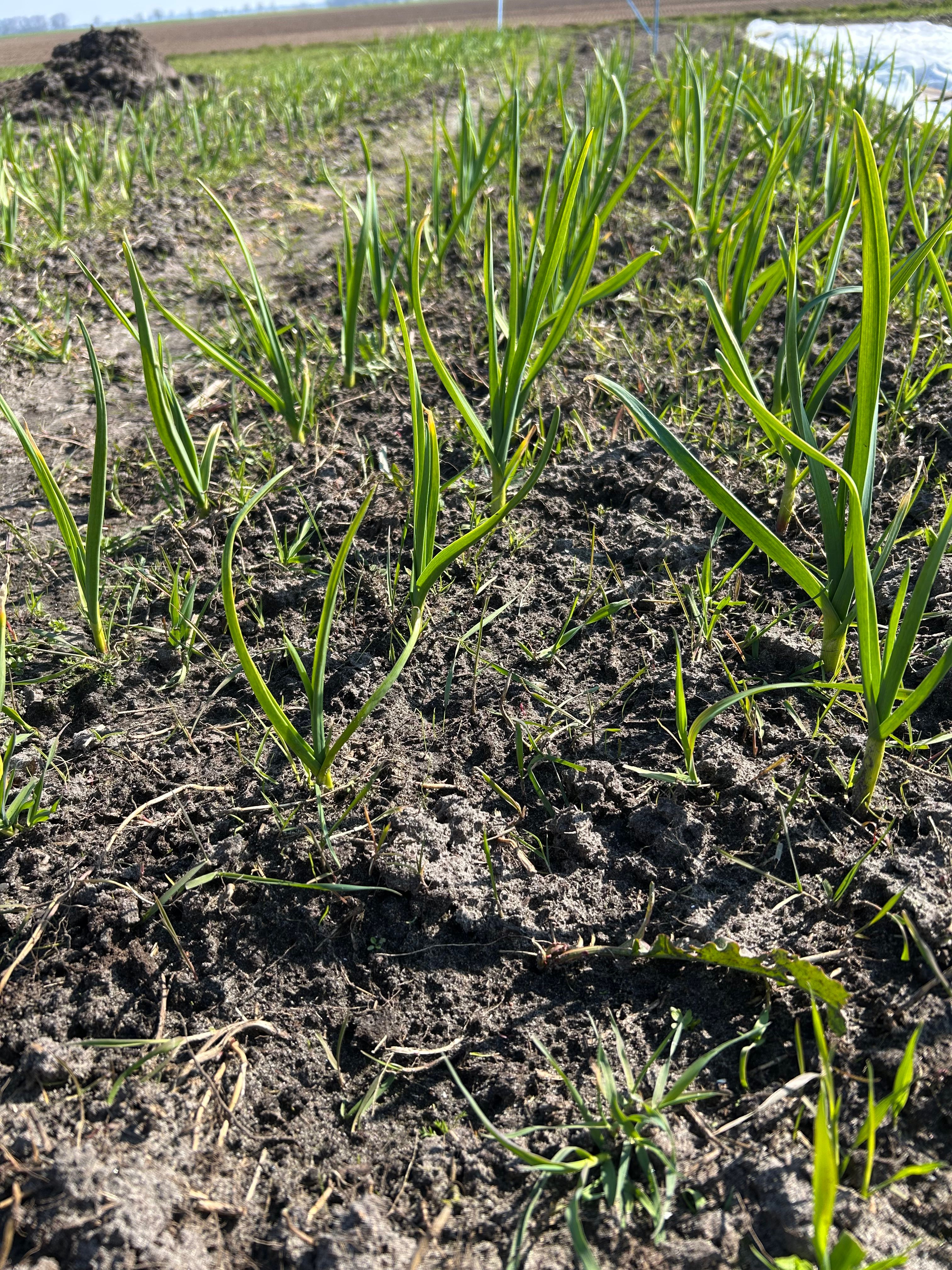 Wie komt vanaf mei/juni naar de sociale voedseltuin? 