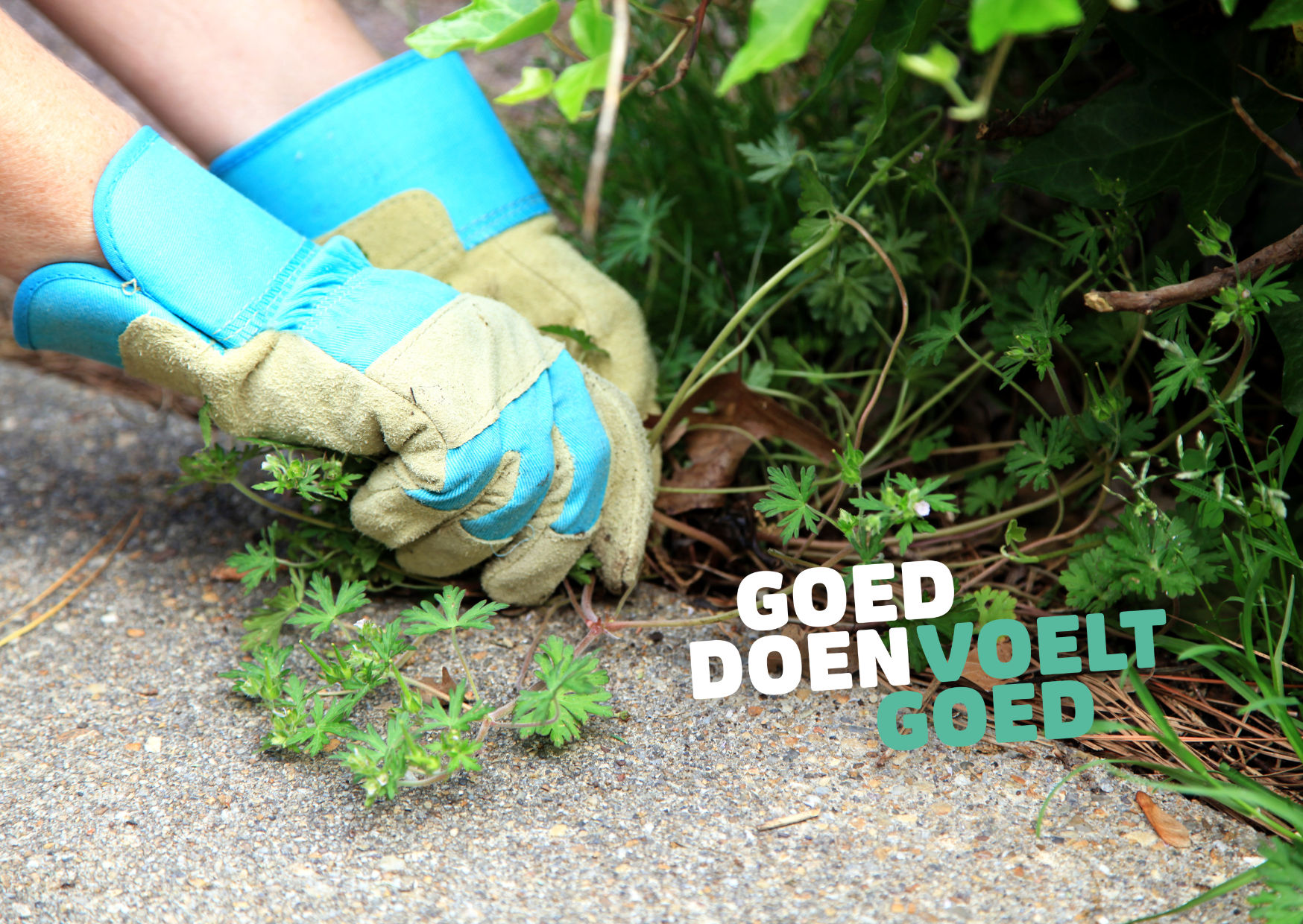 Help jij mee met onkruid weghalen?