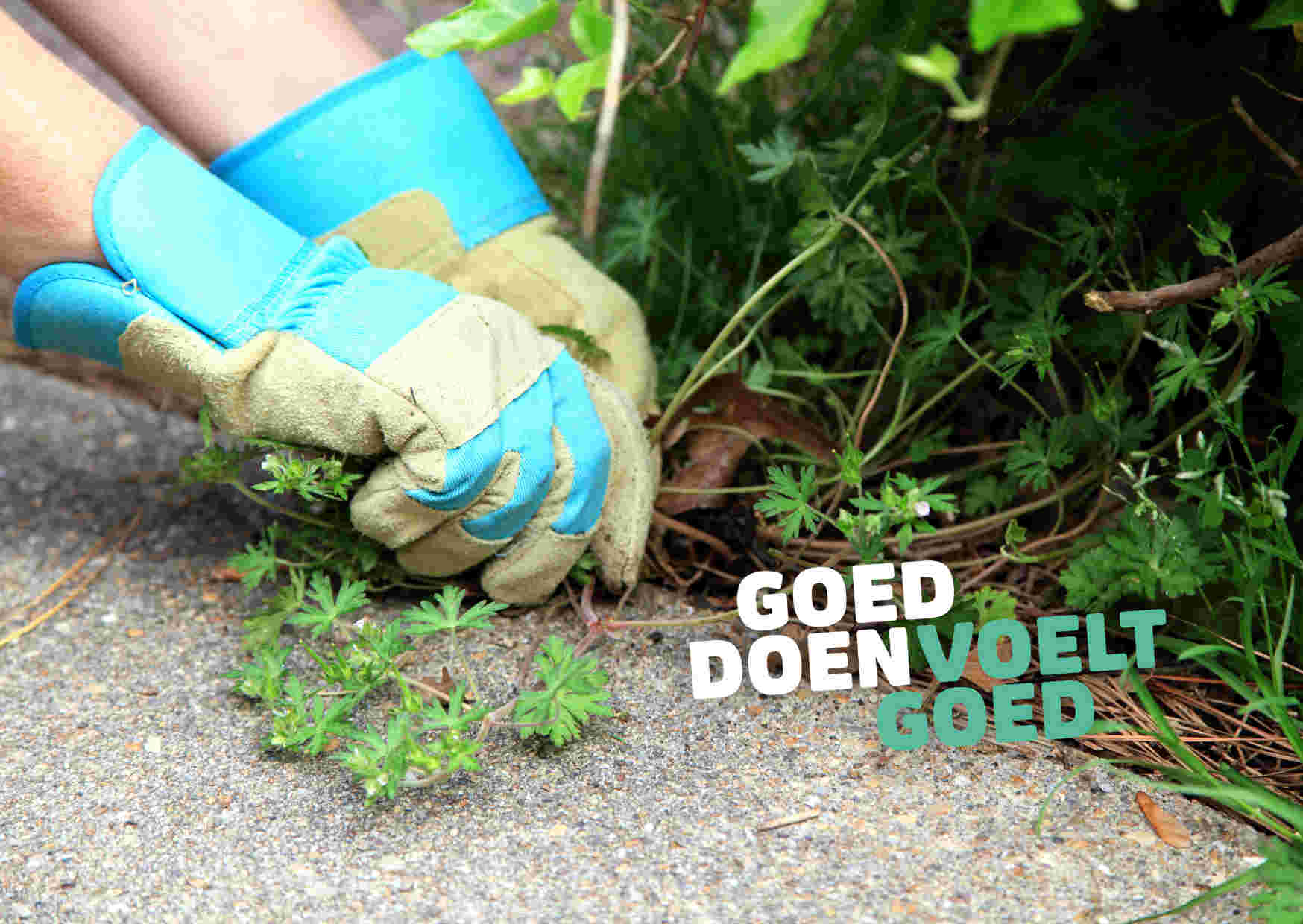 Help jij mee met onkruid weghalen?