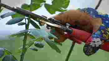 Grijp je kans - en de snoeischaar!