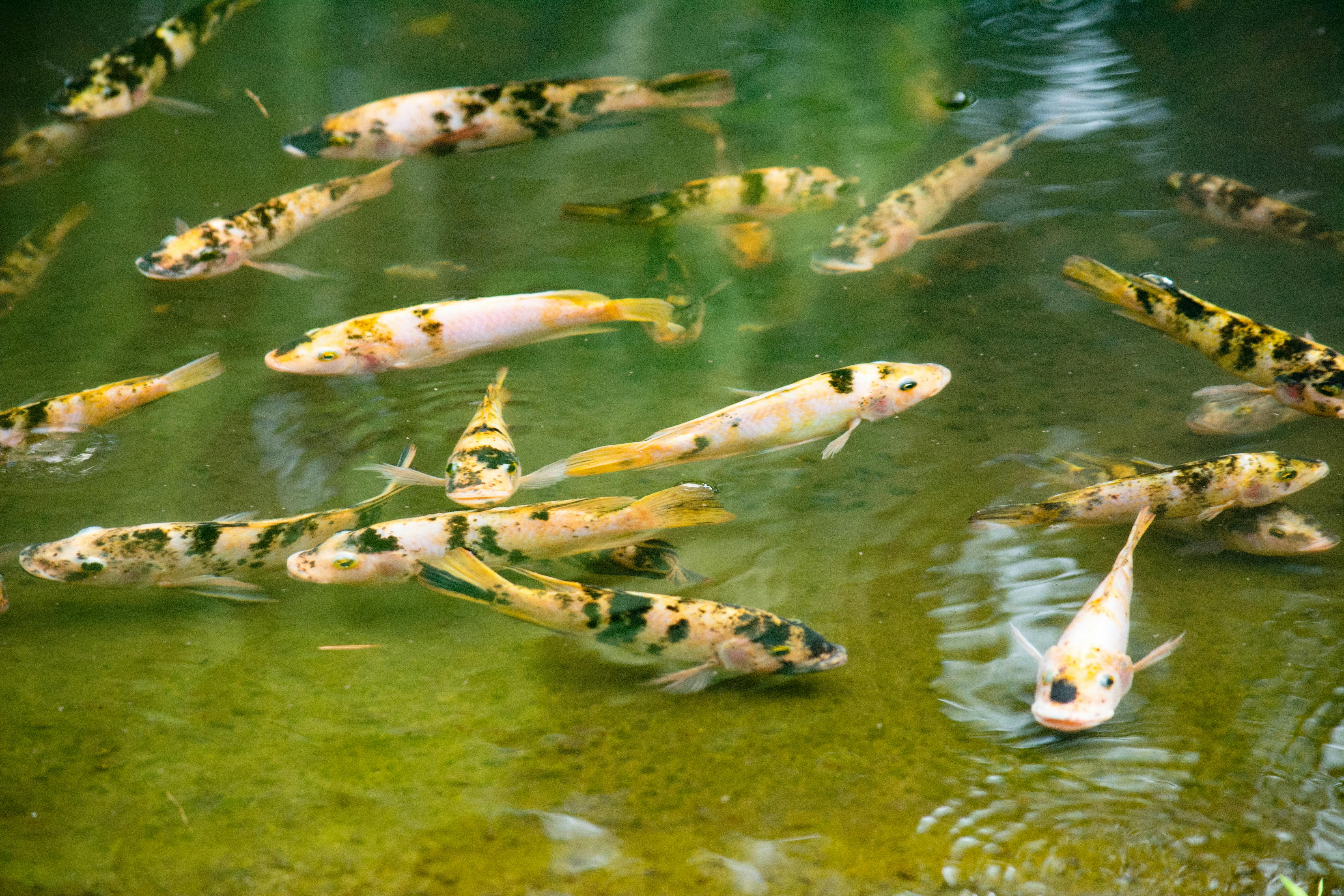 Help jij mee met het schoonhouden van een bijzondere vijver?