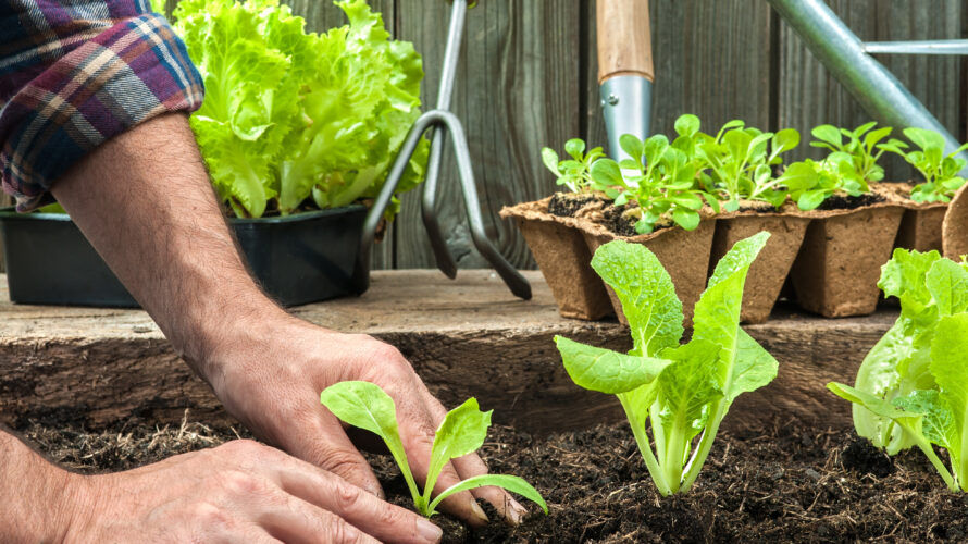 Vrijwilliger gezocht voor moestuin – Abrona Oirschot