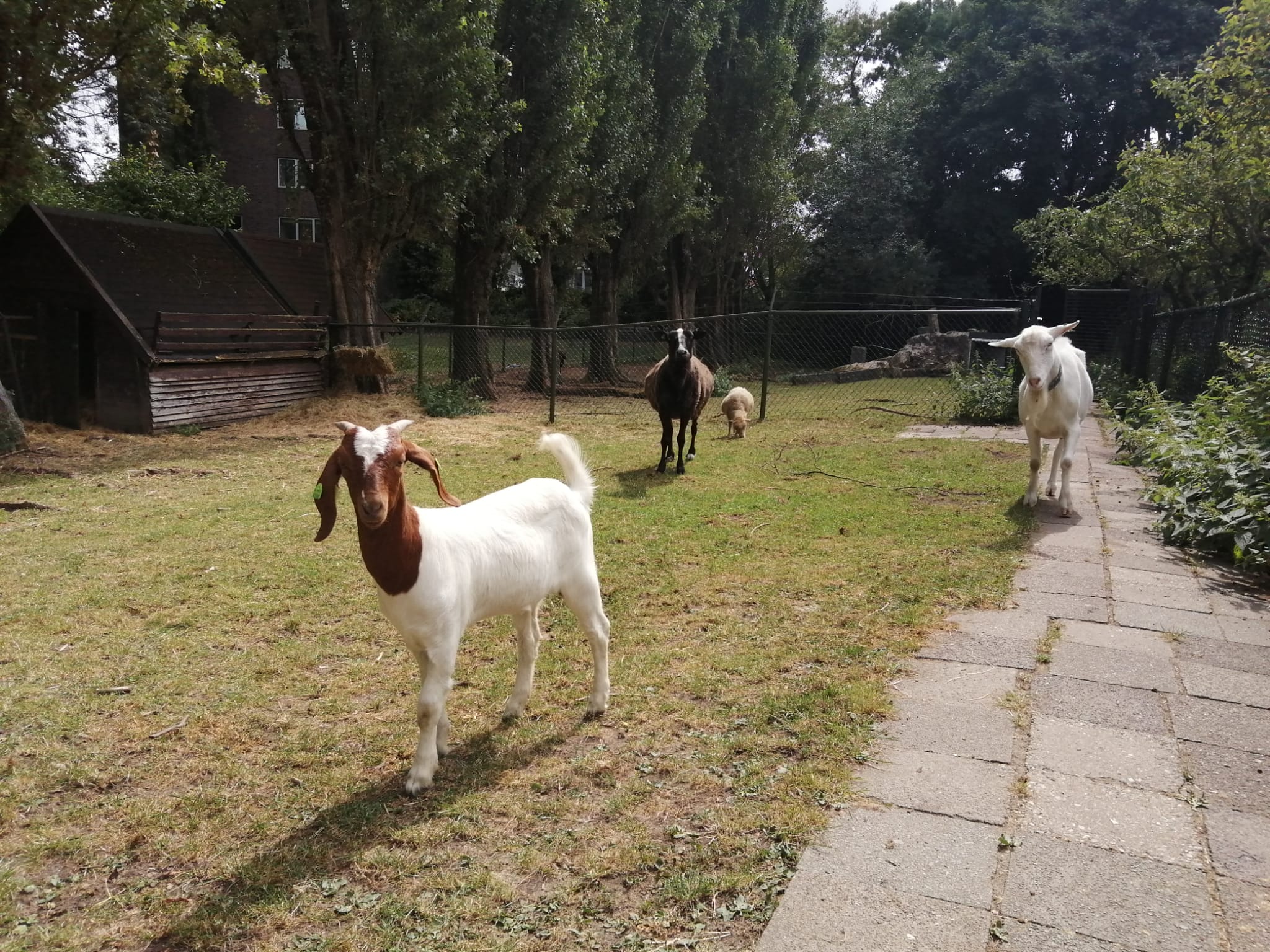 Dierverzorgers gezocht voor op de kinderboerderij