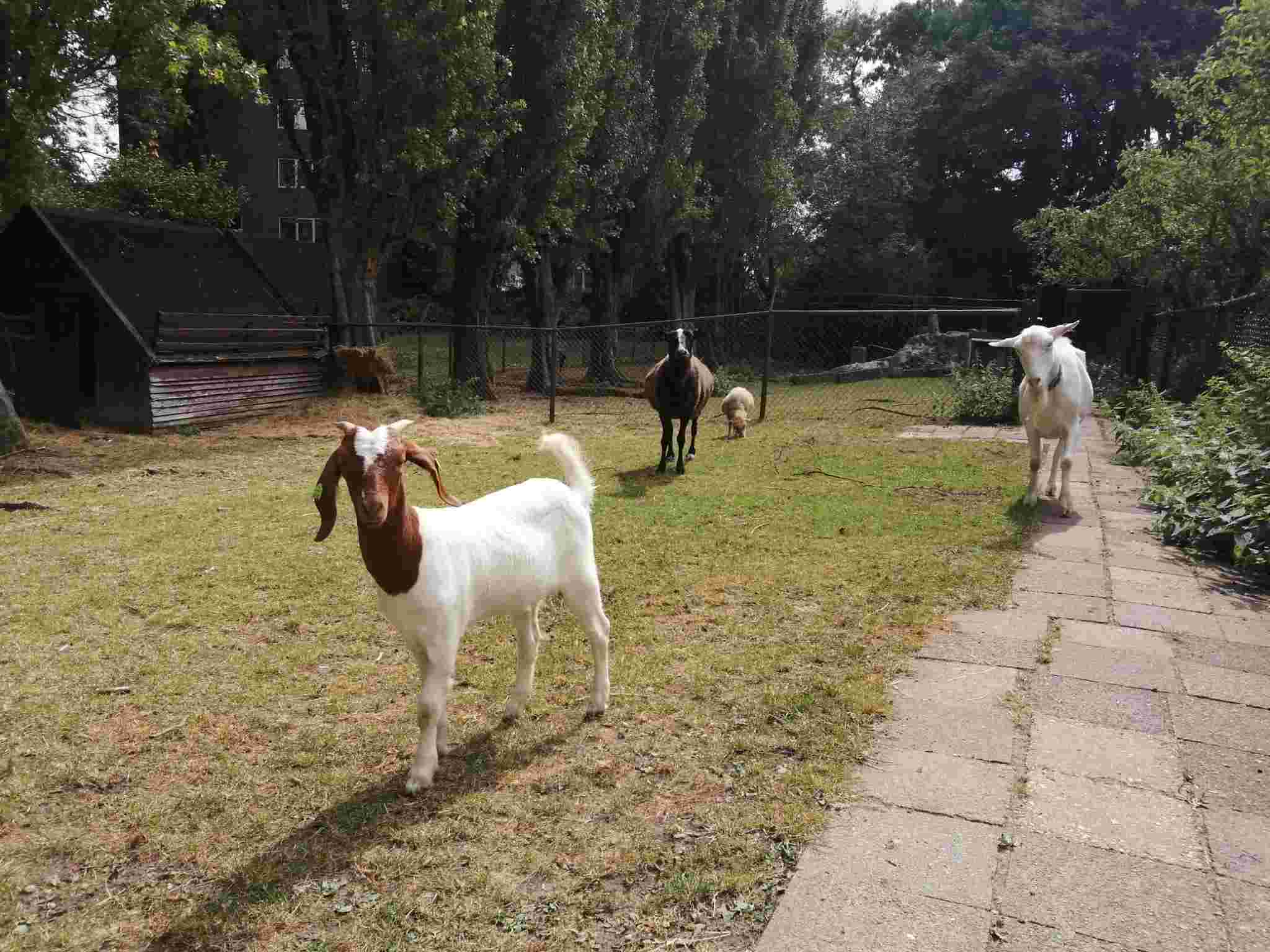 Dierverzorgers gezocht voor op de kinderboerderij