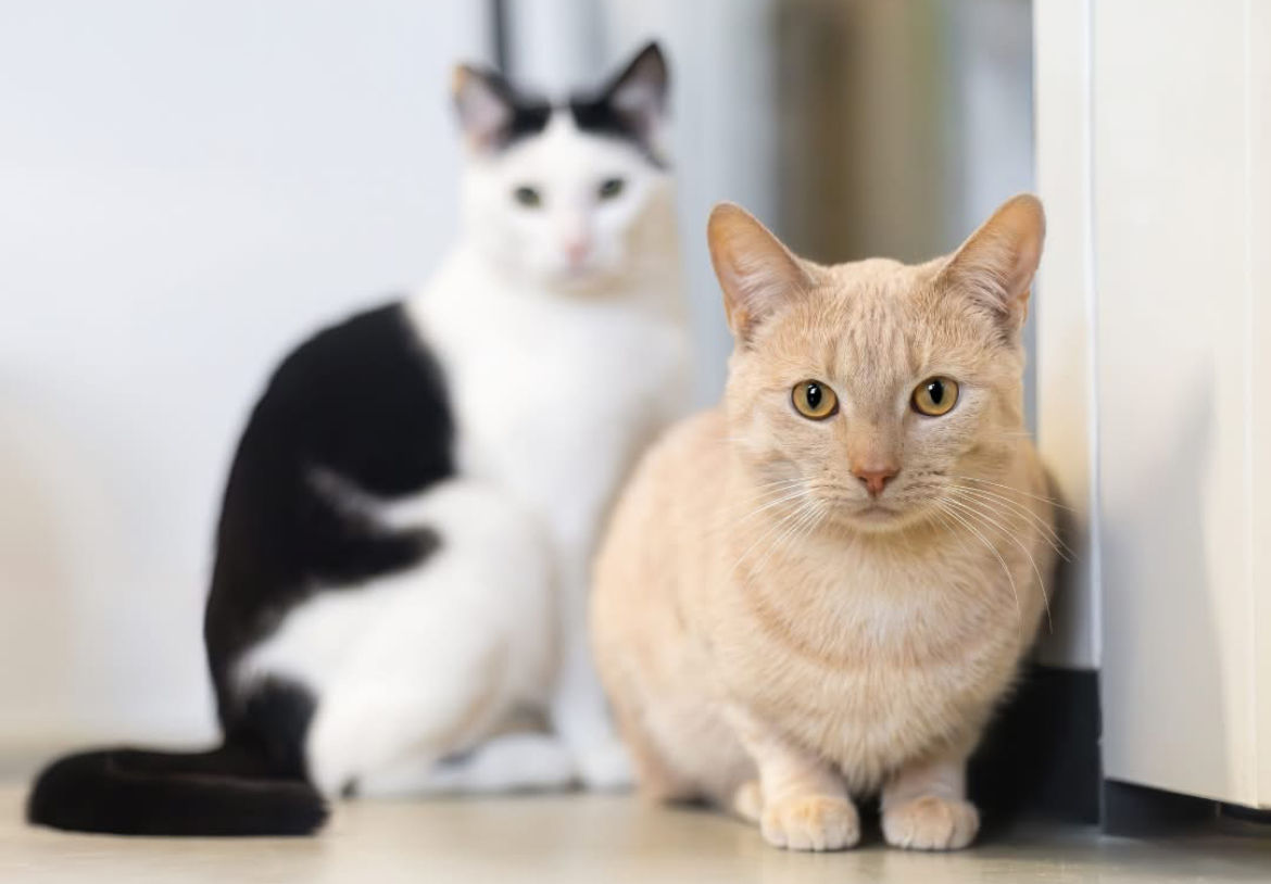 Teamleider in ons asiel