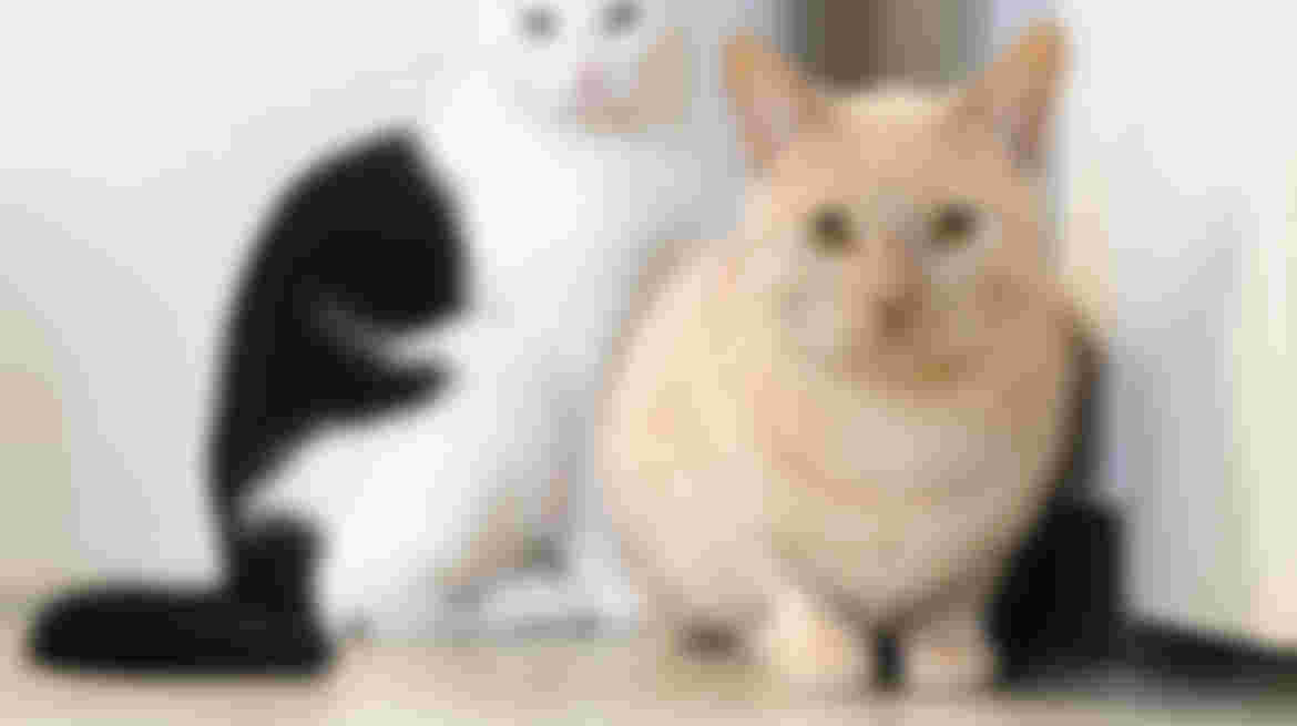 Medewerker Communicatieteam