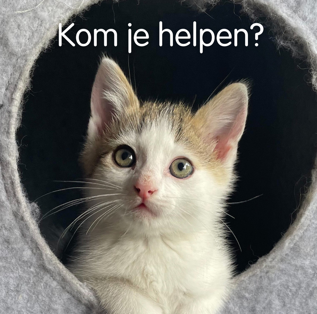 Chauffeur kittenambulance