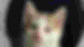 Chauffeur kittenambulance