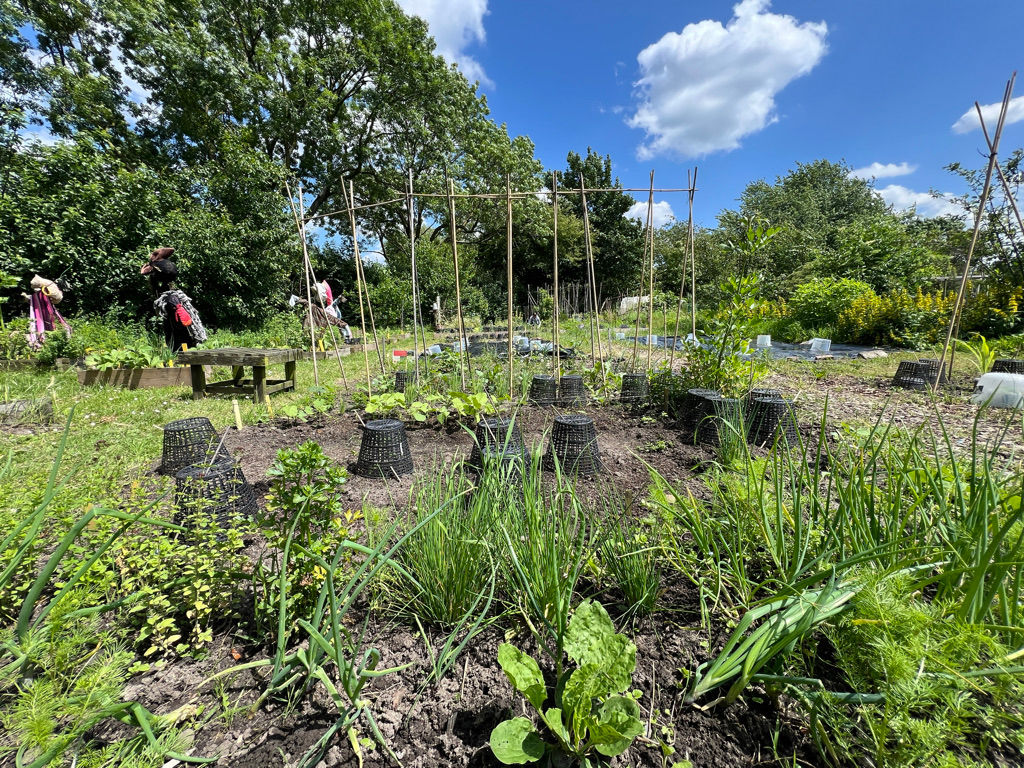 Groene vingers gezocht voor de BuurtBuik moestuin!
