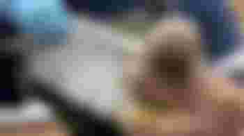 Algemeen bestuurslid Vogelopvang Utrecht