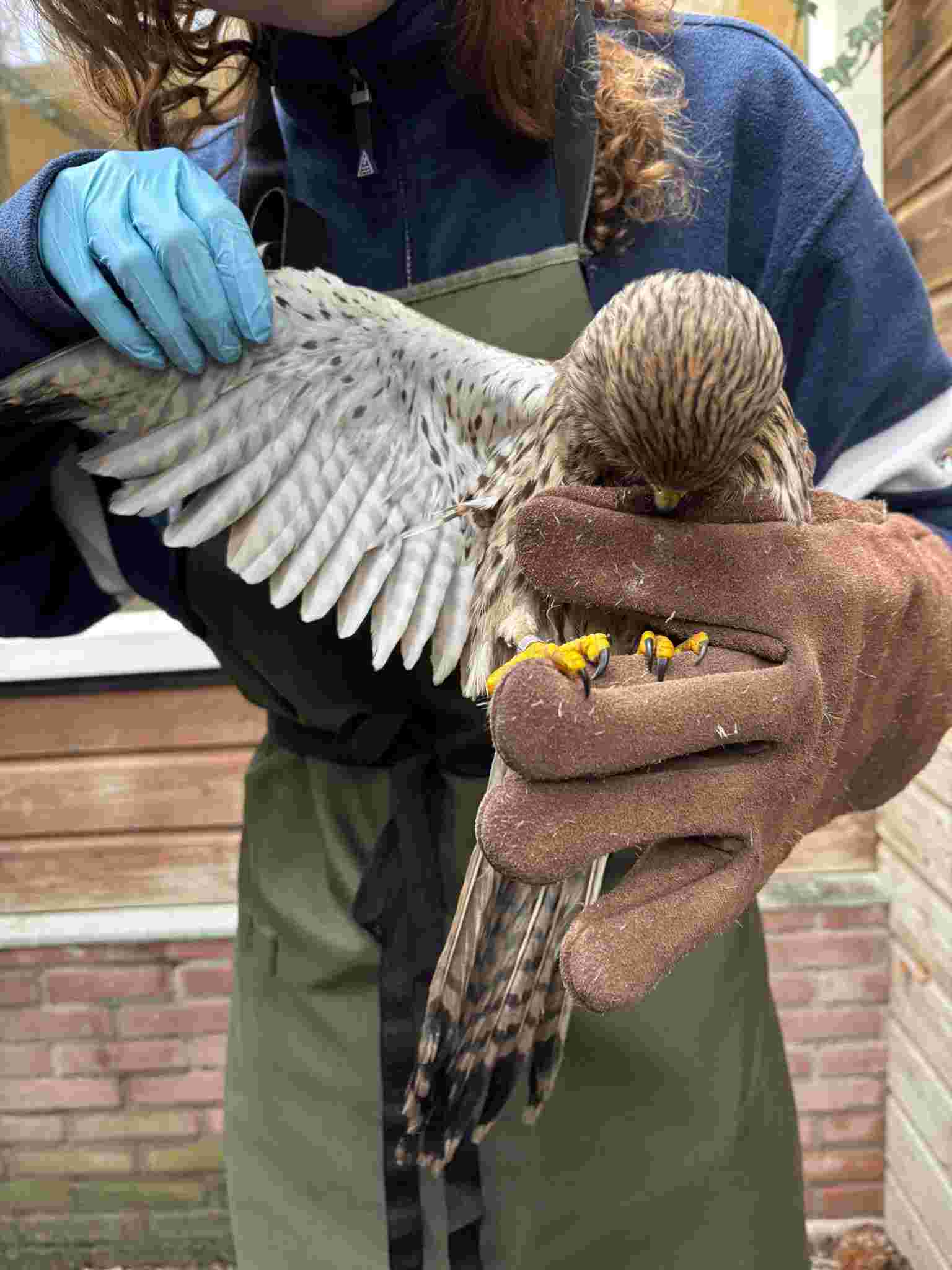Algemeen bestuurslid Vogelopvang Utrecht