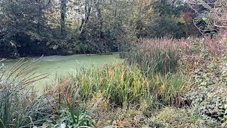 Alvington Pond Workday