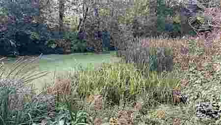 Alvington Pond Workday