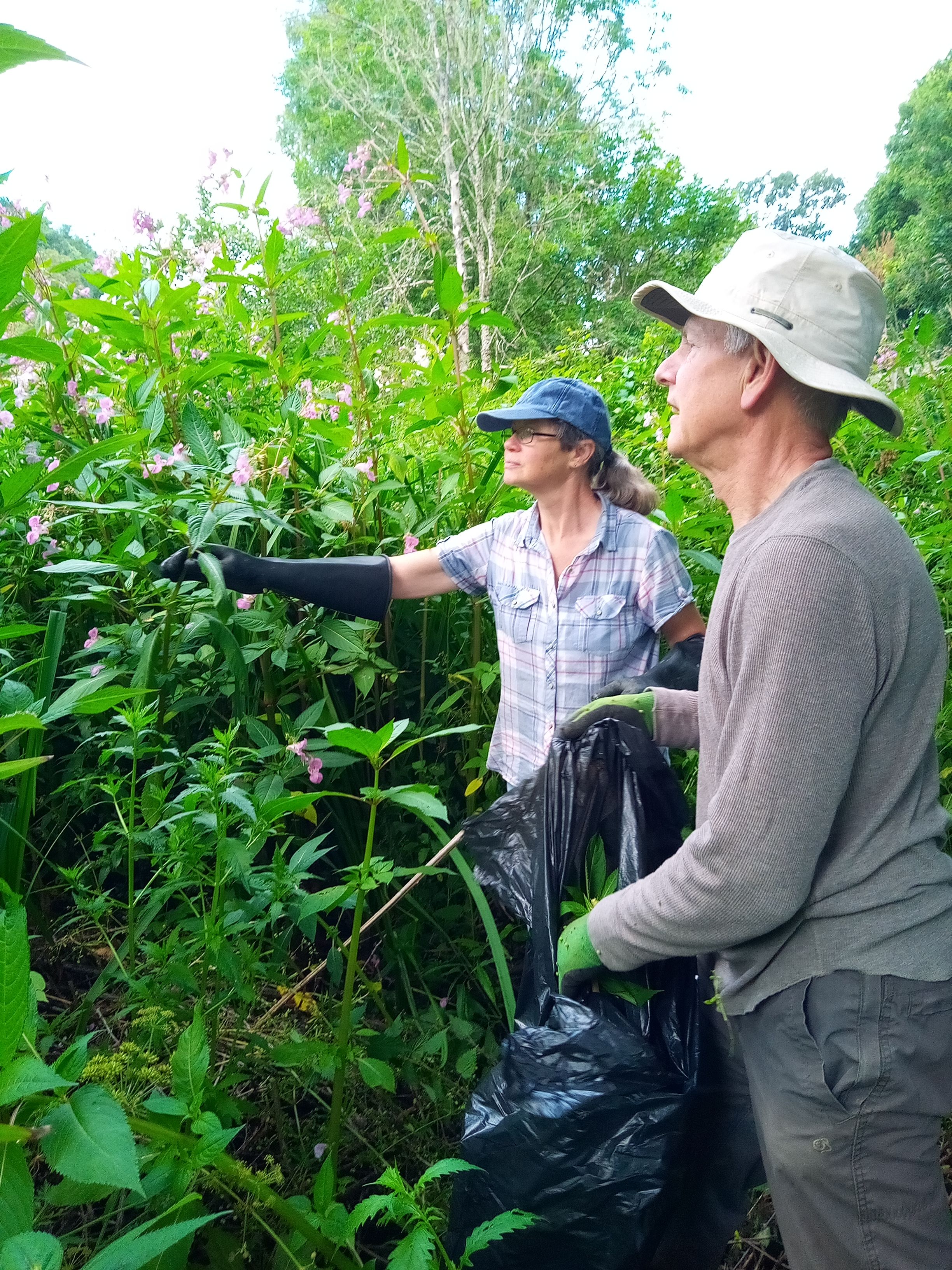Dodham Balsam pulling