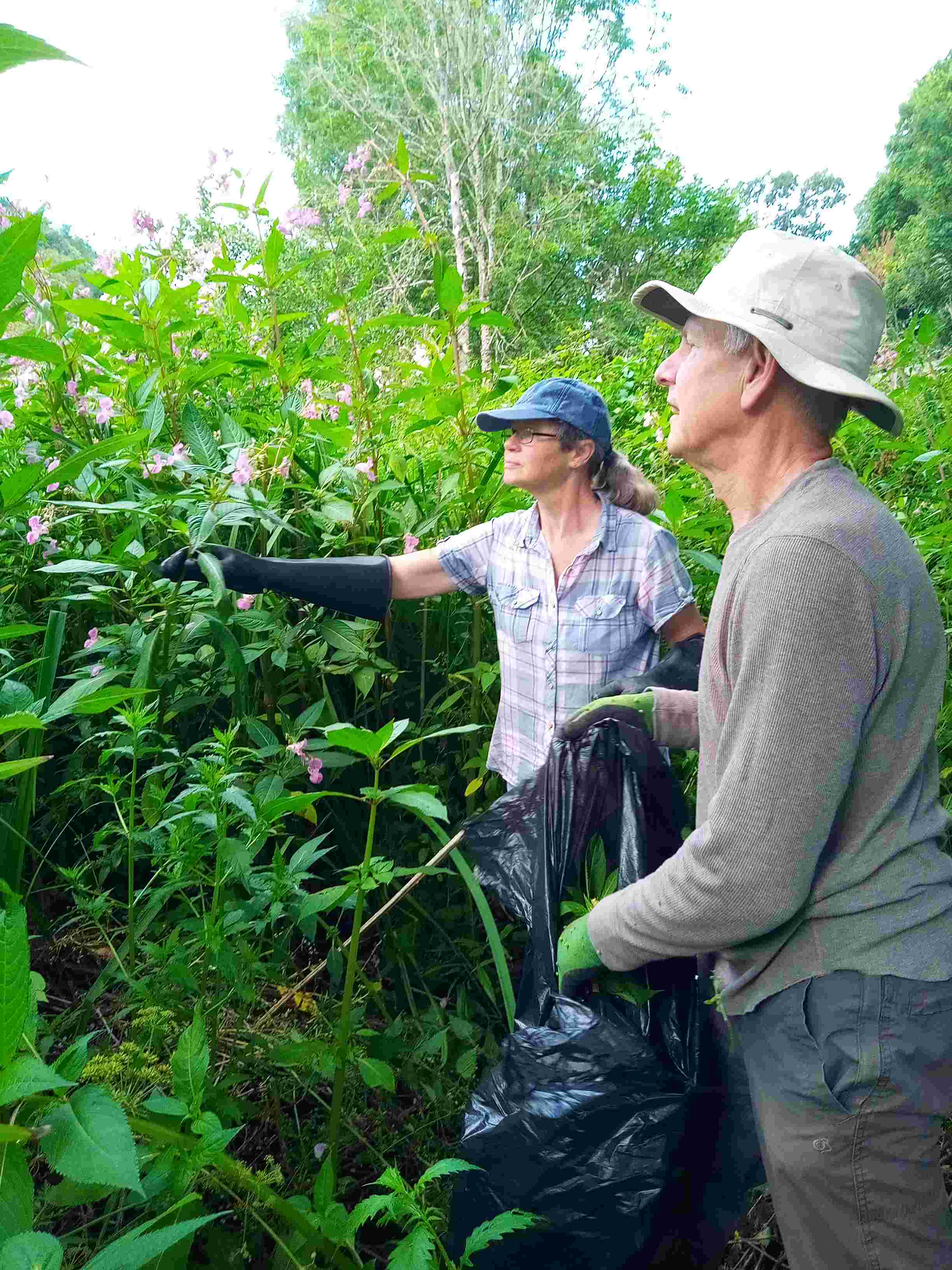 Dodham Balsam pulling