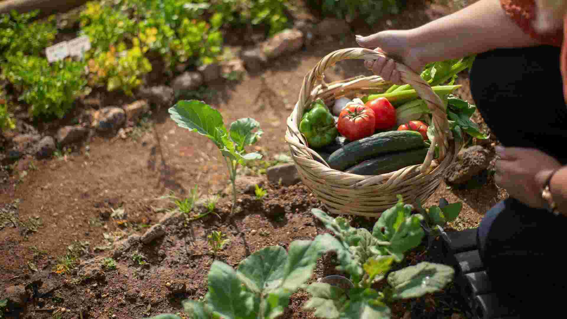 Volunteer wanted for women's group vegetable garden AZC Bosrandweg