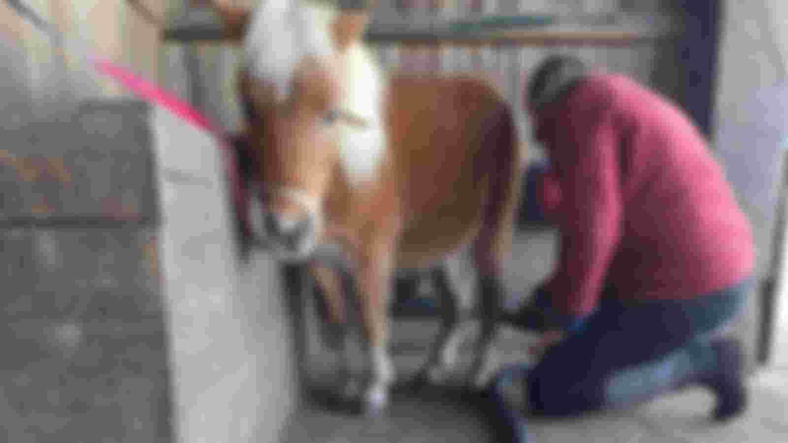 Groomer Therapiepaardjes