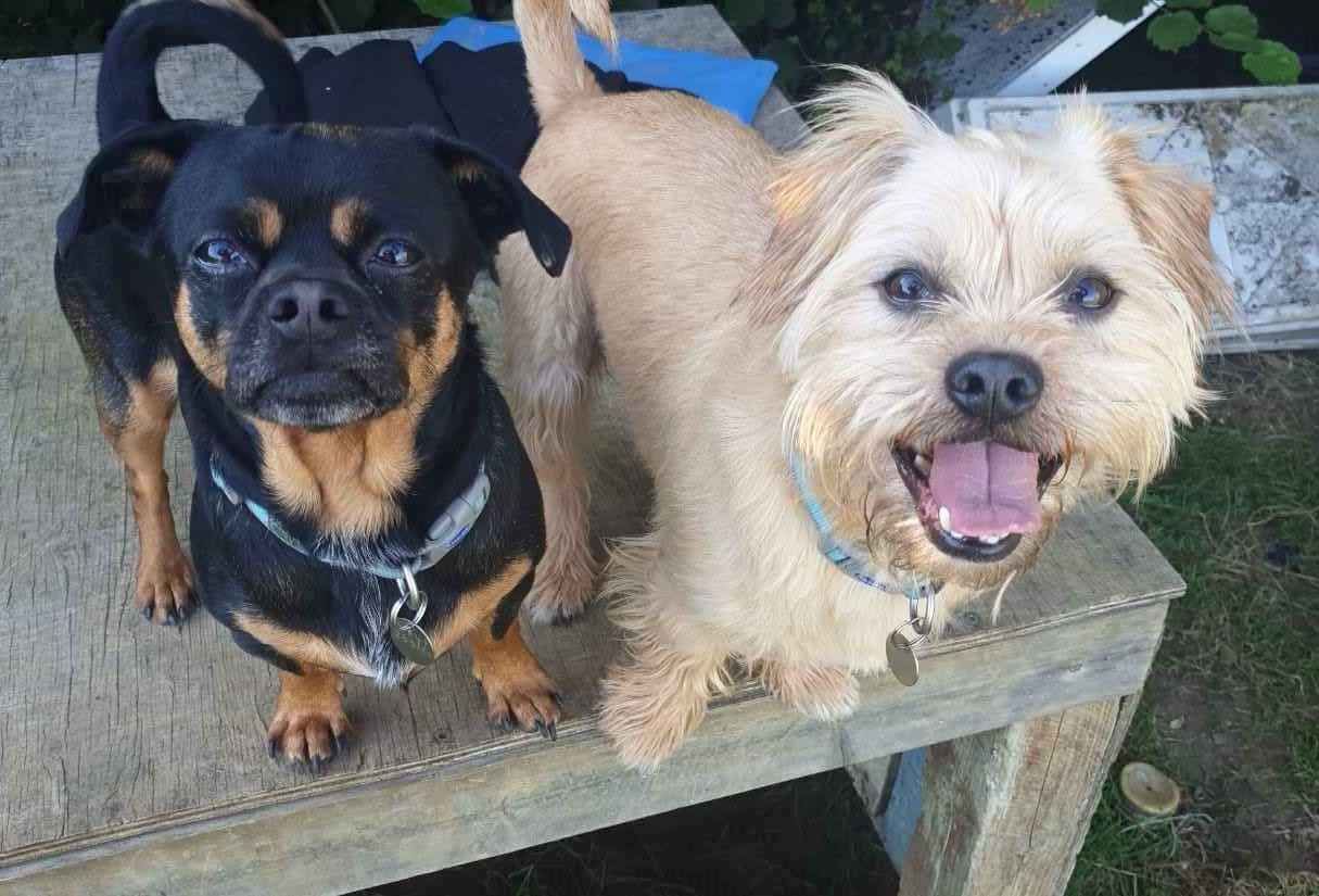 Dog Walking Cleaning & Enrichment