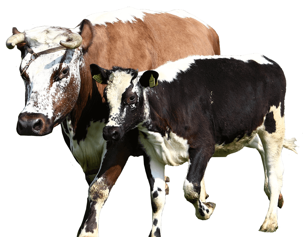 Stichting Rundveemuseum Aat Grootes