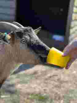 Kinderboerderij Naarden