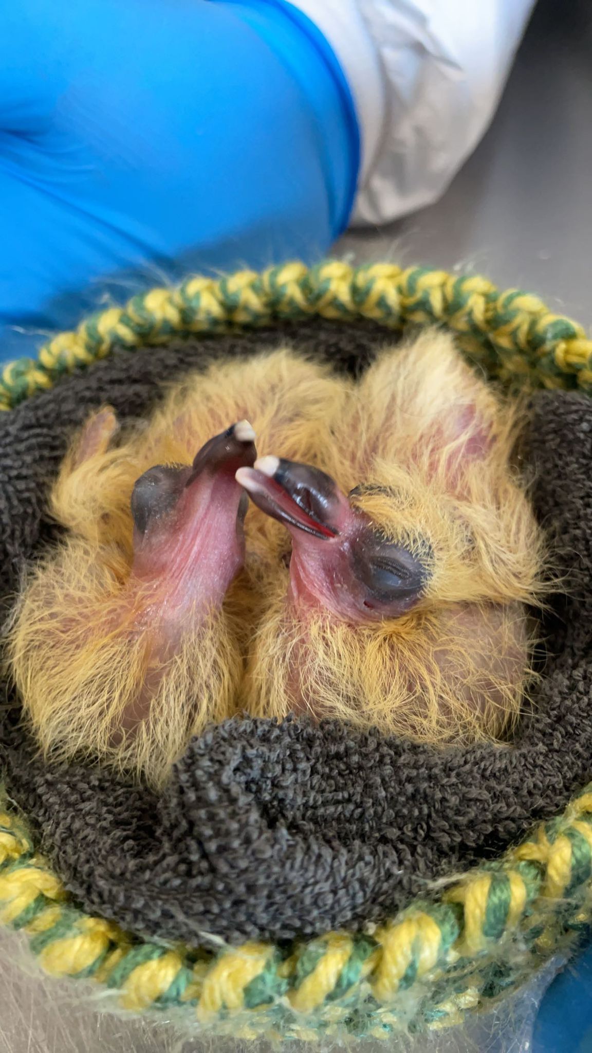 Stichting Vogelopvang Utrecht