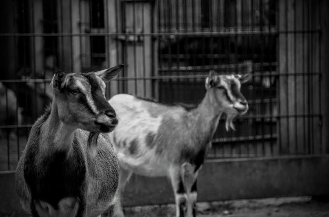 Kinderboerderij 't Mouwtje