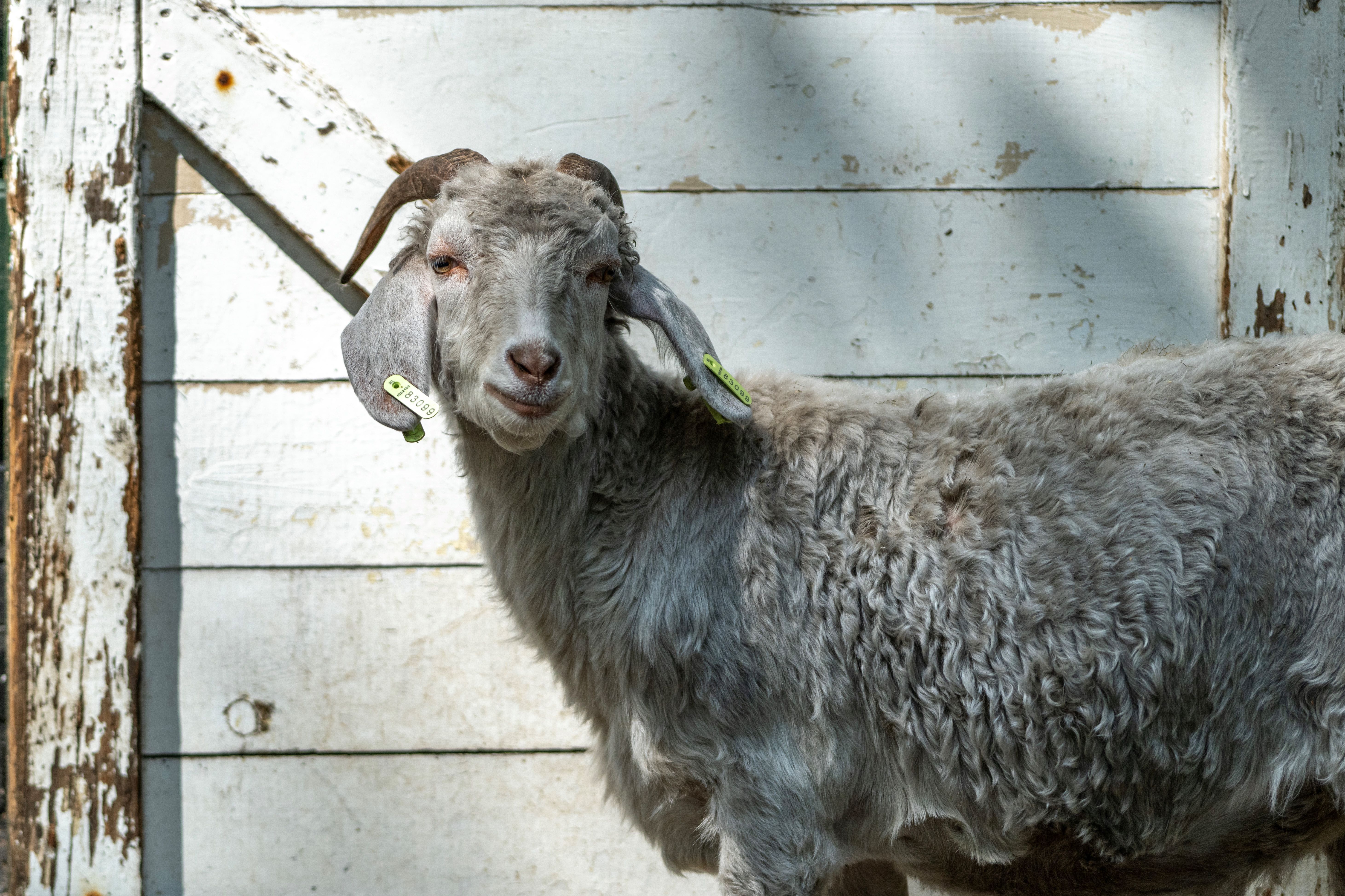 Dierenweide Zonnehoeve