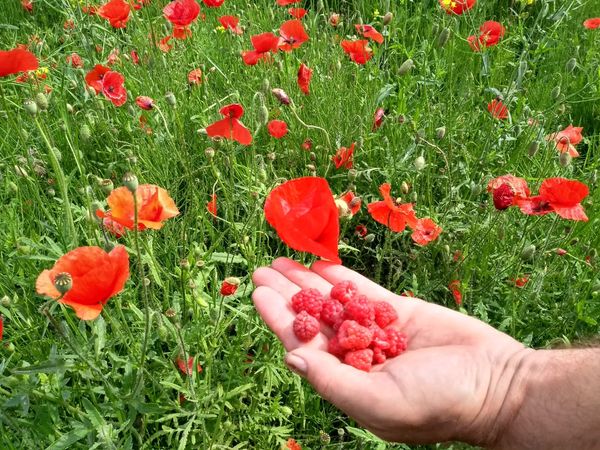 Voedselbos Mariahoeve