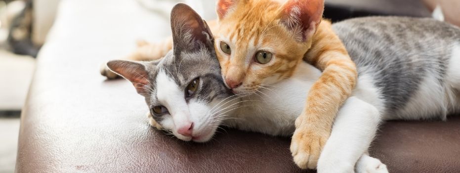 Vereniging Kattenzorg Den Haag